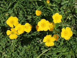 Ranunculus gouanii, Budogiako hegoaldeko isurialdean