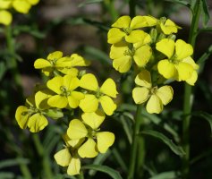 Erysimum duriaei