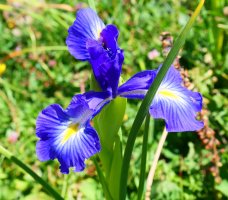 Iris latifolia, Lapazarra mendian