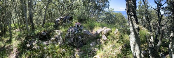 Tontorra