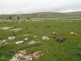 salera 1