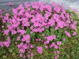 Oxalis articulata