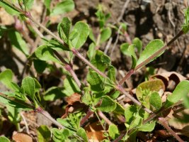 Silene gallica