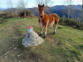 Tontorra