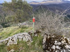 Tontorra