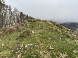 Tontorra