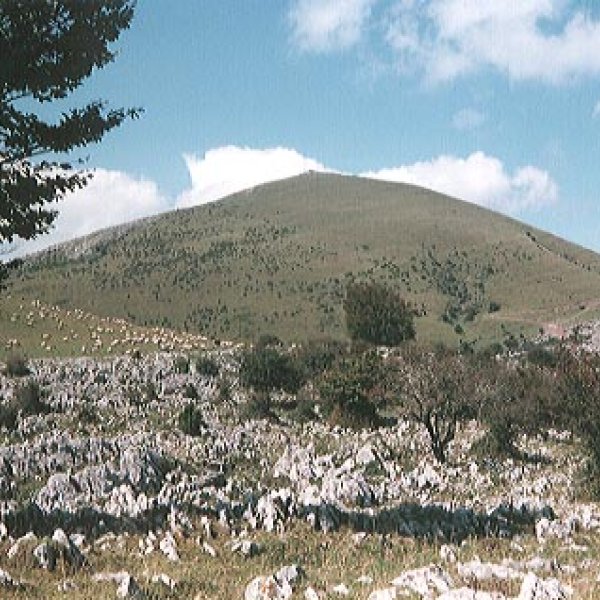 Tontorra