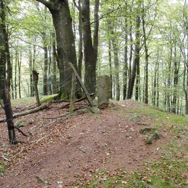 Tontorra