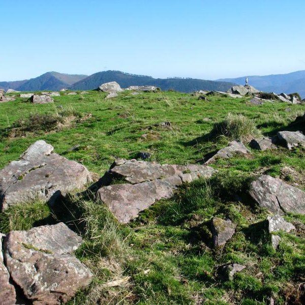 Tontorra
