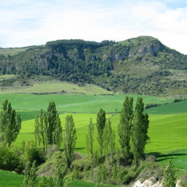 Elortzibarretik