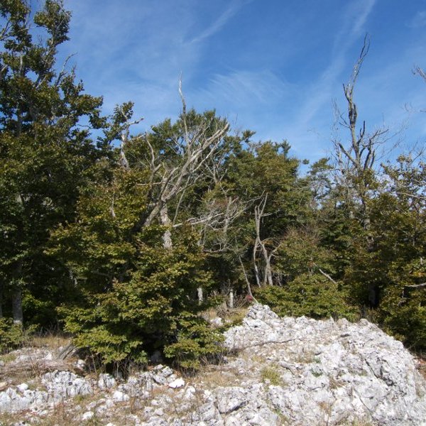 Tontorra