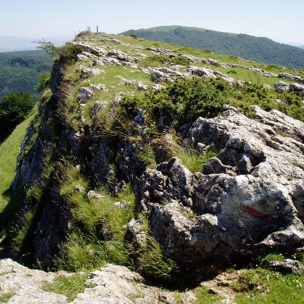 Tontorra
