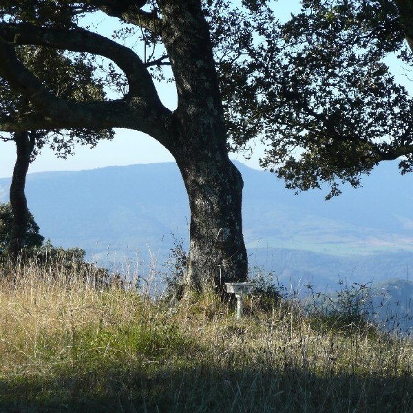 Tontorra