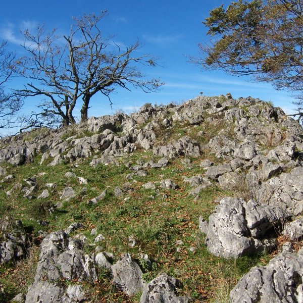 Tontorra