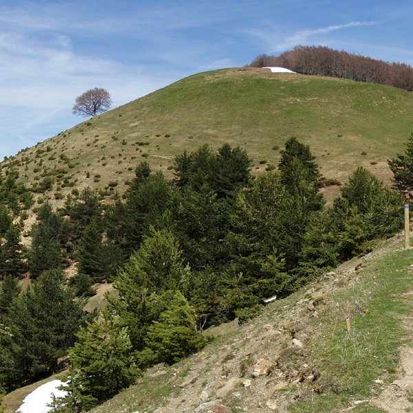 Saitsederra