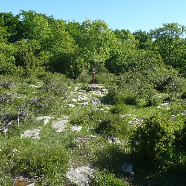Tontorra