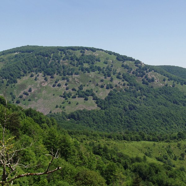 Goitiko gaina