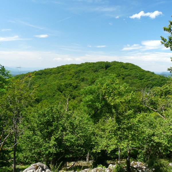 Arlengo Harria