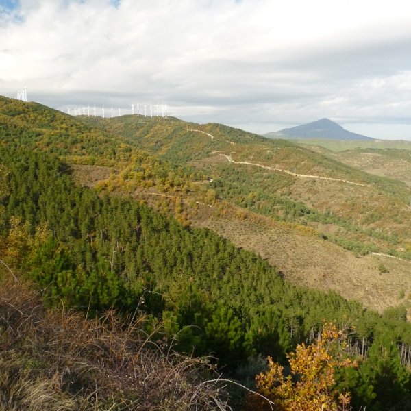 Bizkaiako basoak 
