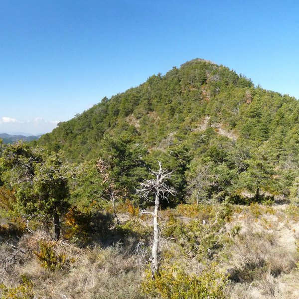 Zipuru gaina
