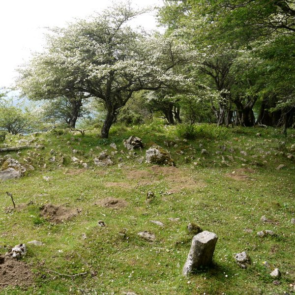 Tontorra
