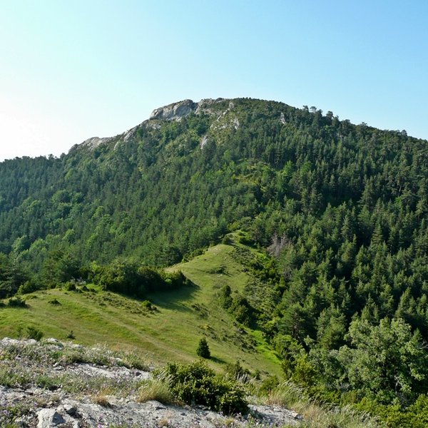 Dozola