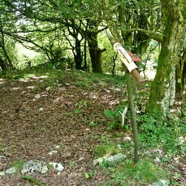 Buzoia