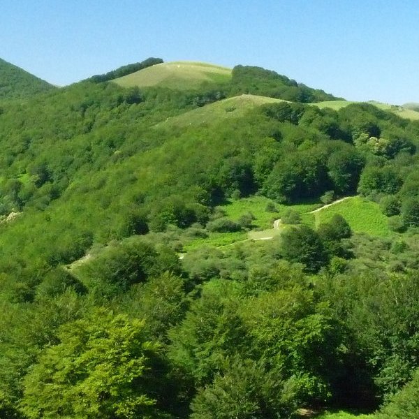 Larrondo