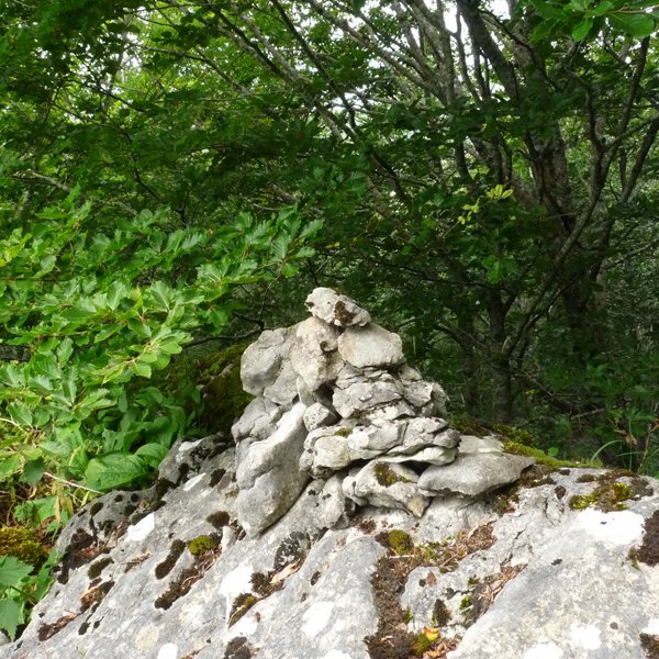 Oiarbideko gailurra