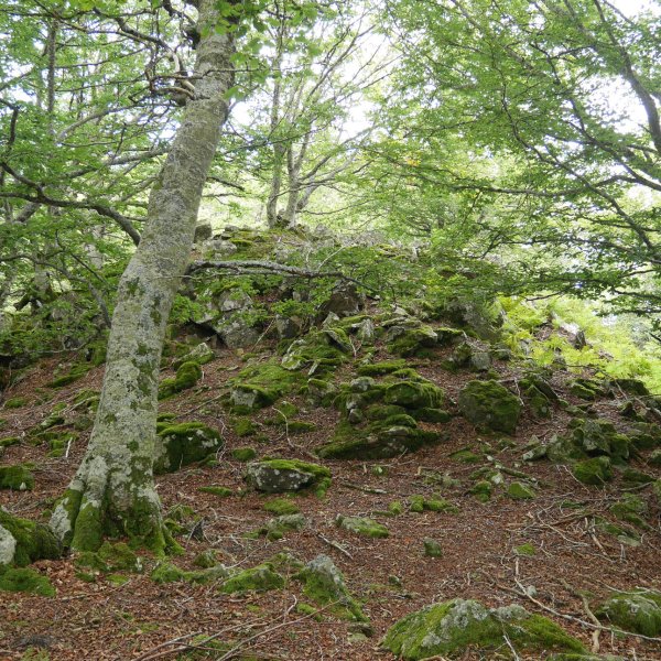 Tontorra