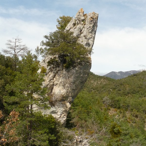 Argibelgo letagina