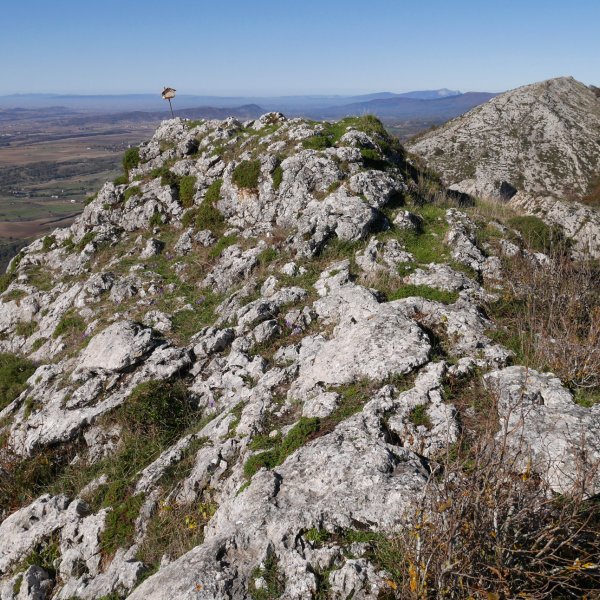 Artzanegi tontorra