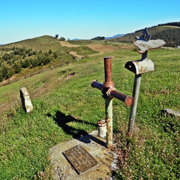 Buzoia