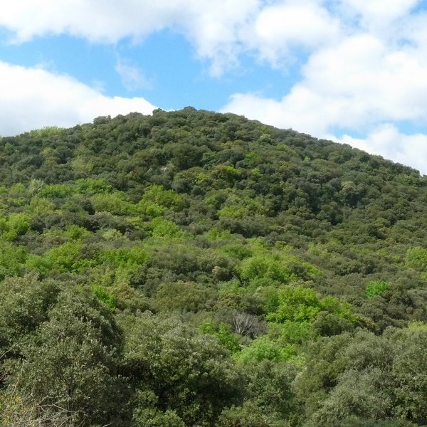 Arrobia mendia