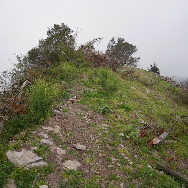 Tontorra