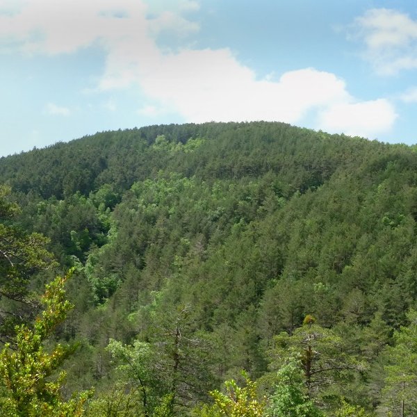 Jebos/Centenar