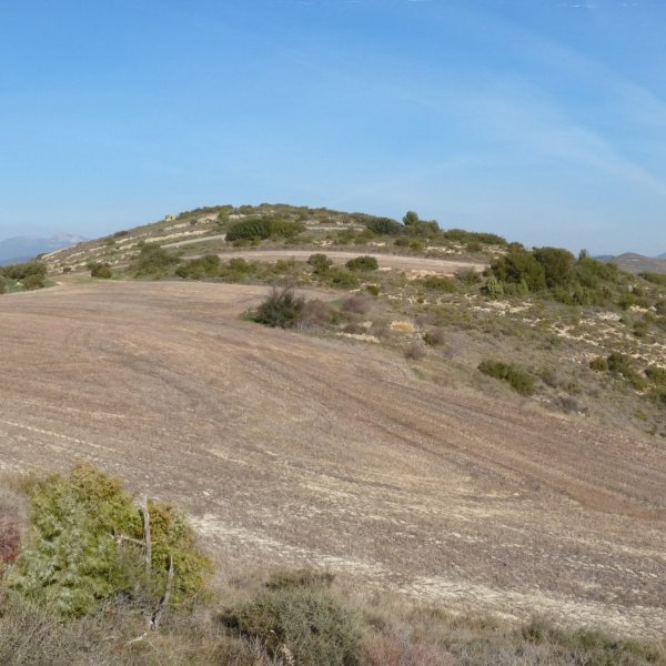 Edesa gaina