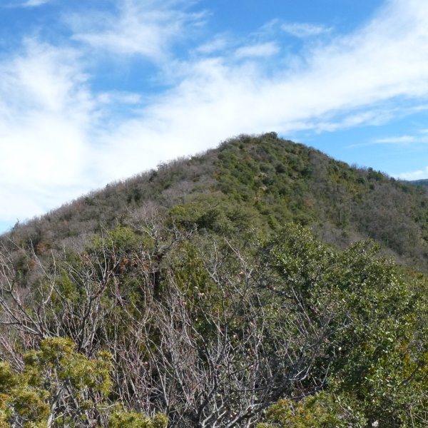 Puyalote