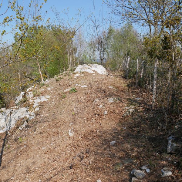 Atxurro tontorra