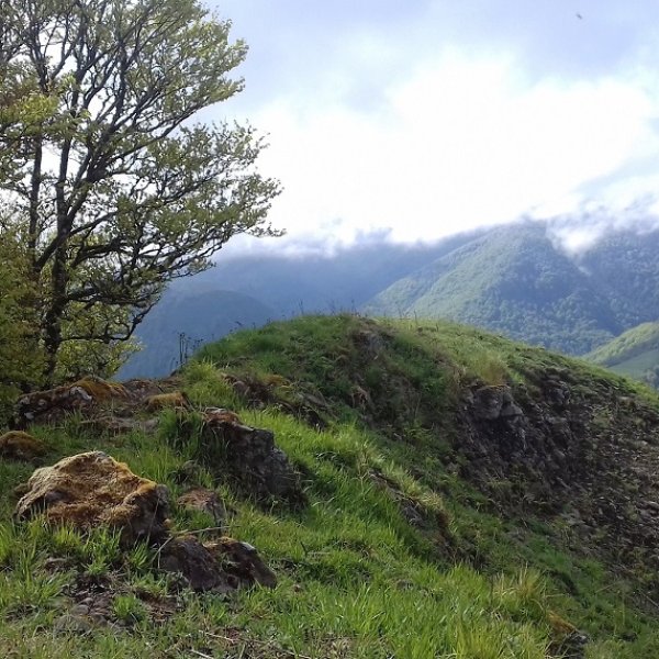 Tontorra