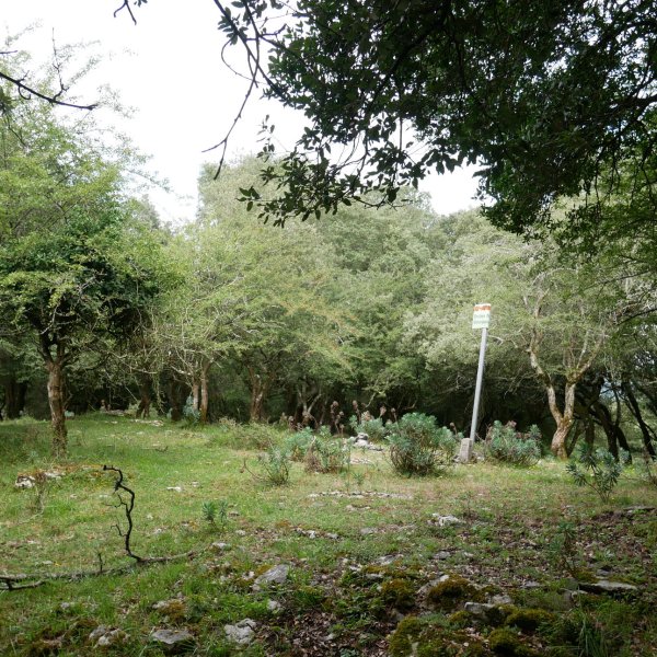 Tontorra
