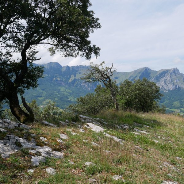 Tontorra, Arritxu