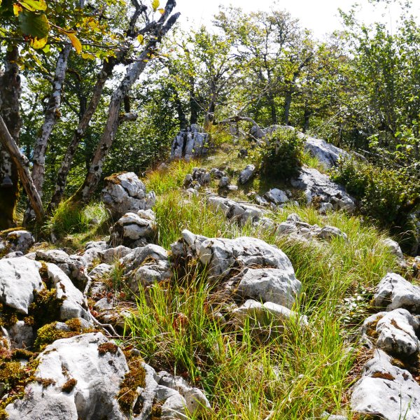 Tontorra