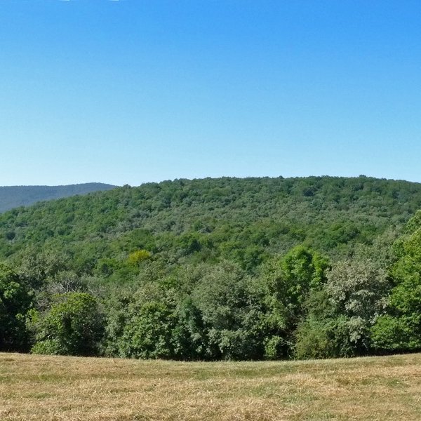 Loiaundi
