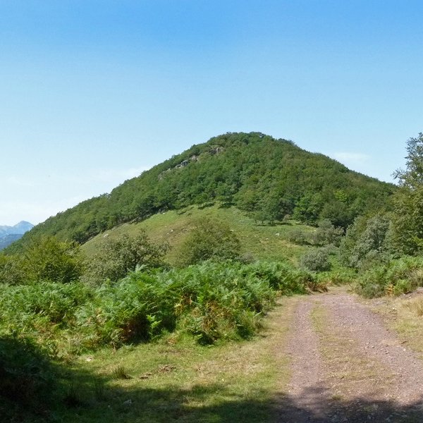 Arramia