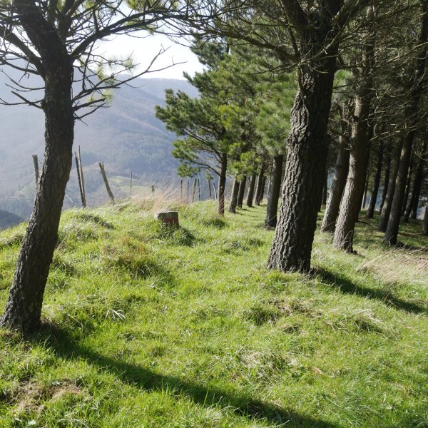 Tontorra