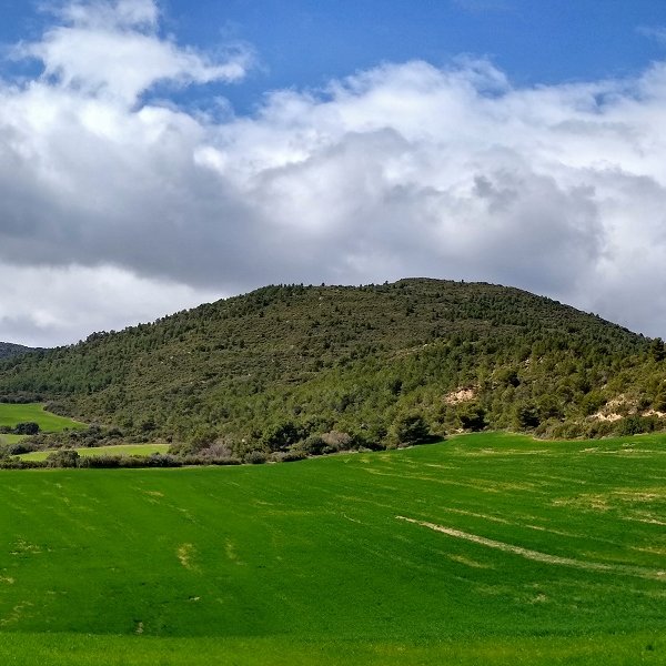 Berros gaina