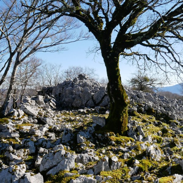 Tontorra
