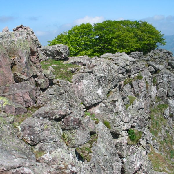 Tontorra