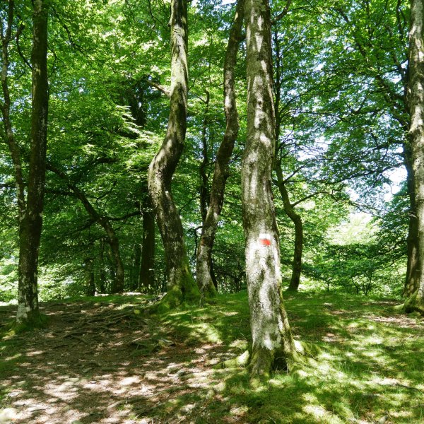 Larremear gailurra